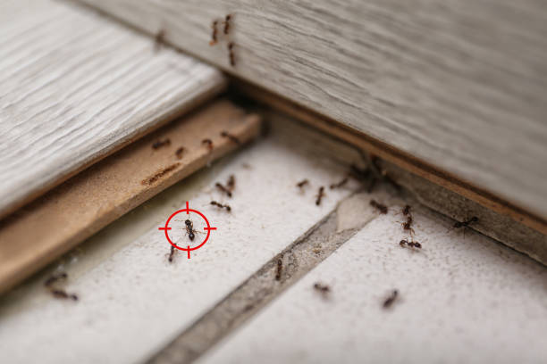 Best Wasp Removal Services  in Thibodaux, LA